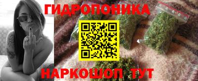 крисы Кингисепп
