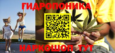 крисы Кингисепп